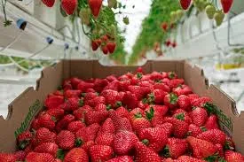 Fresh Strawberries